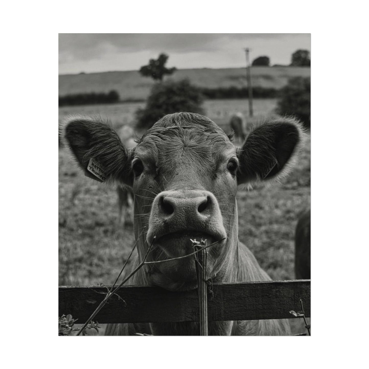 Rise & Shine – Western Textured Watercolor Matte Posters