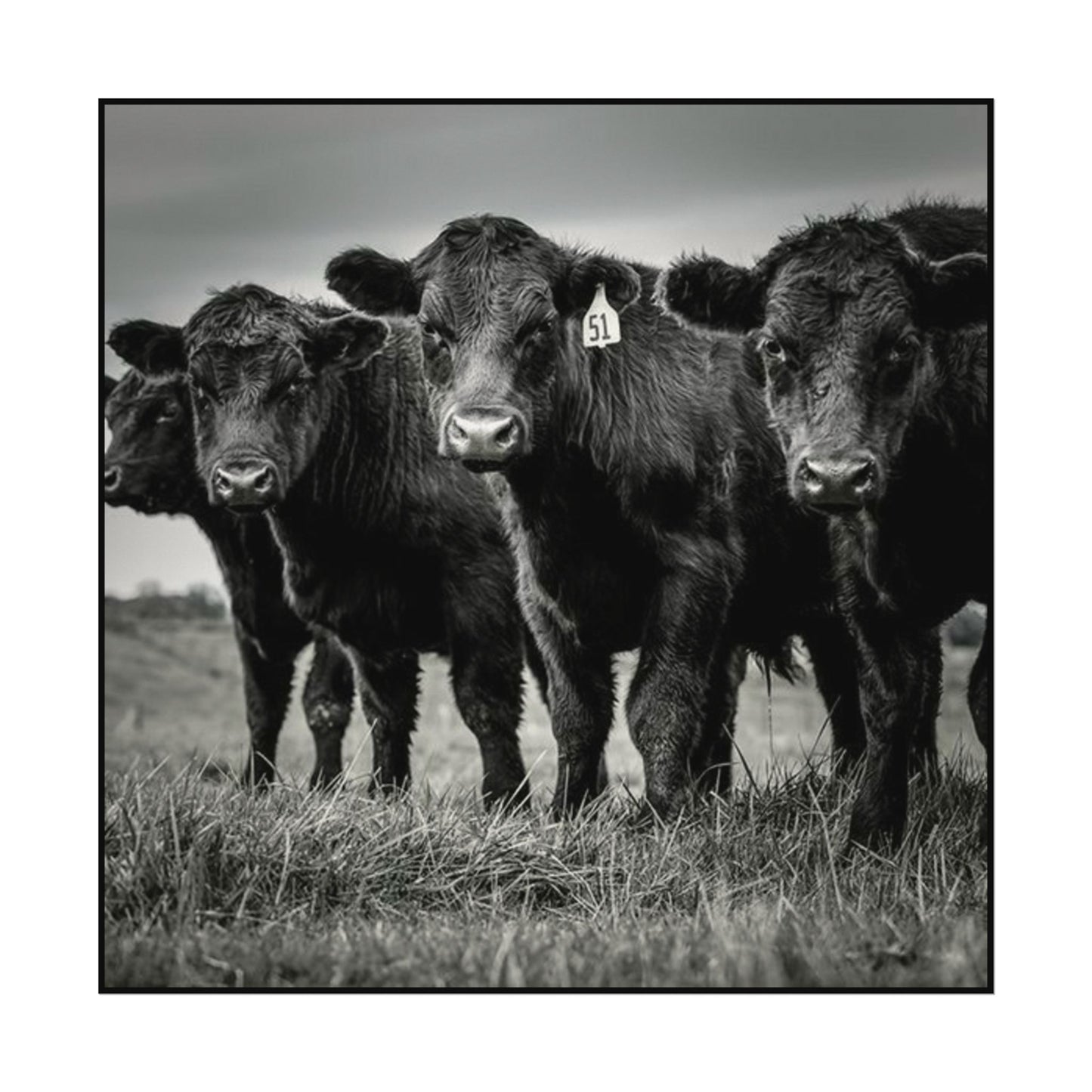 The Grazing Crew – Western Textured Watercolor Matte Posters