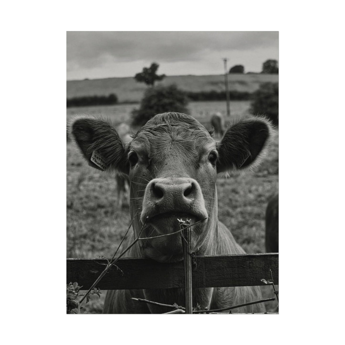 Rise & Shine – Western Textured Watercolor Matte Posters