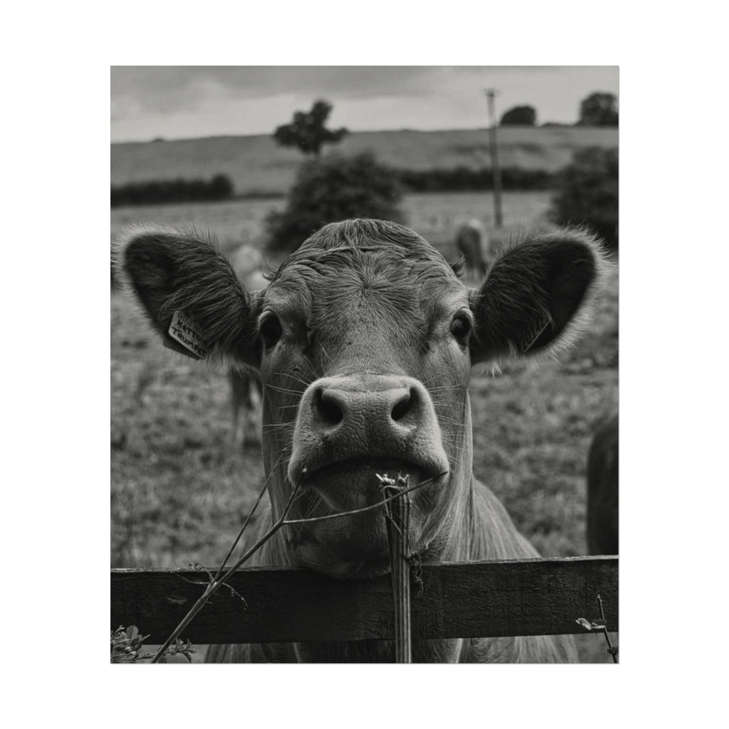 Rise & Shine – Western Textured Watercolor Matte Posters