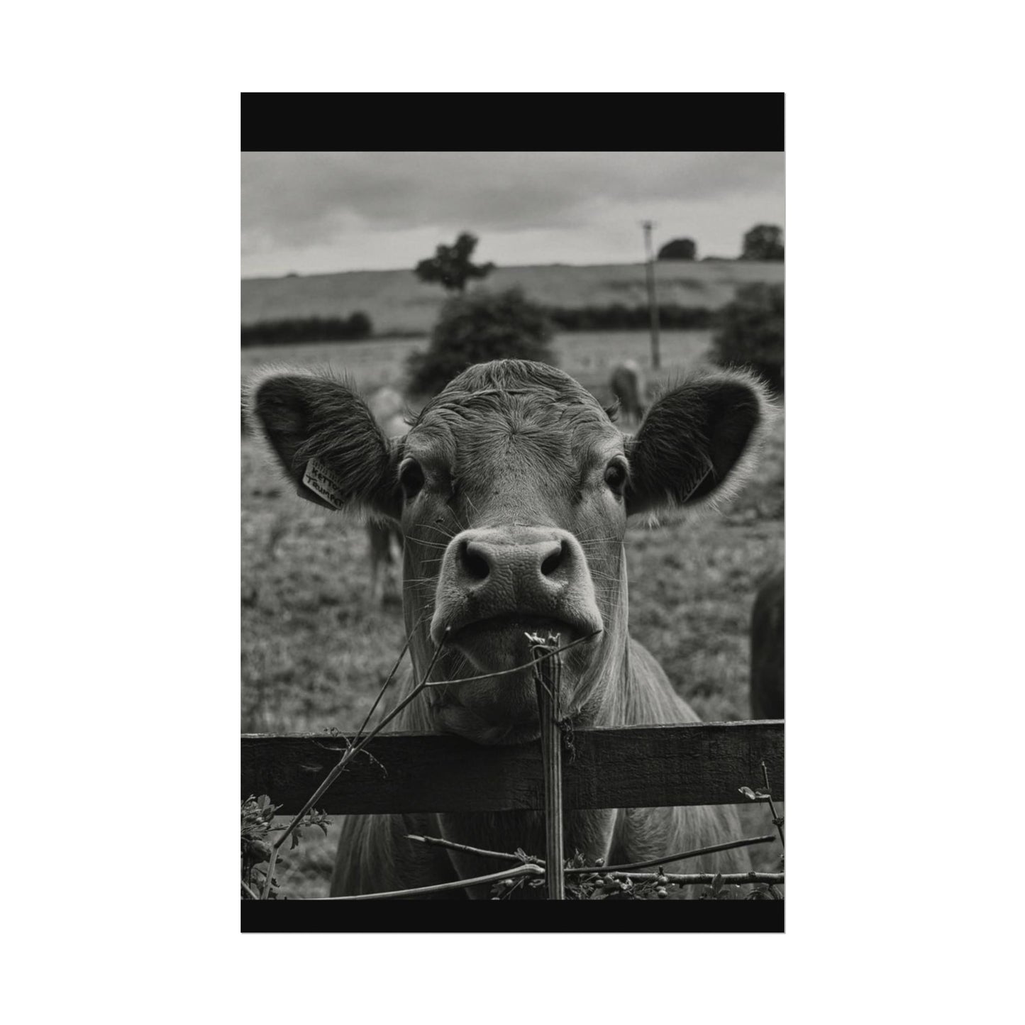 Rise & Shine – Western Textured Watercolor Matte Posters