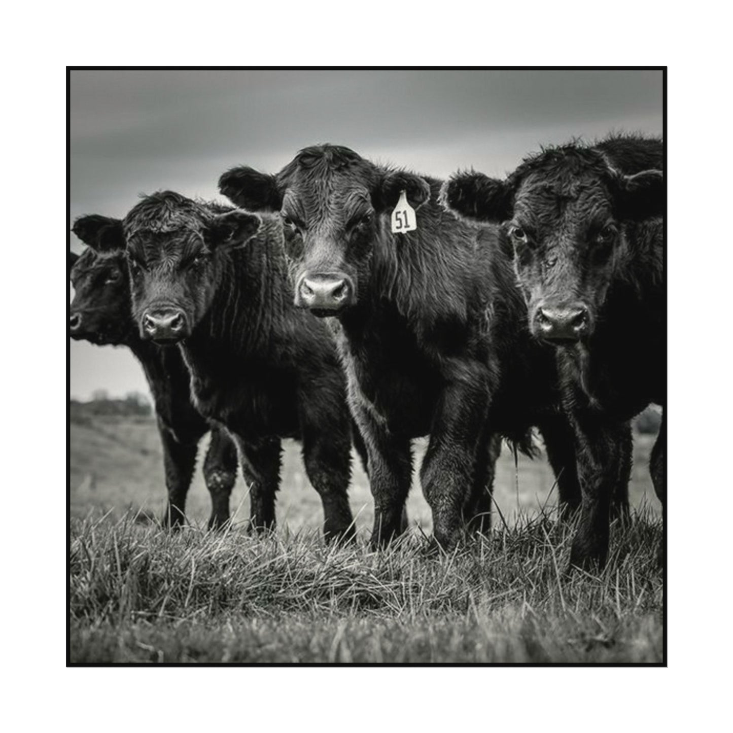 The Grazing Crew – Western Textured Watercolor Matte Posters