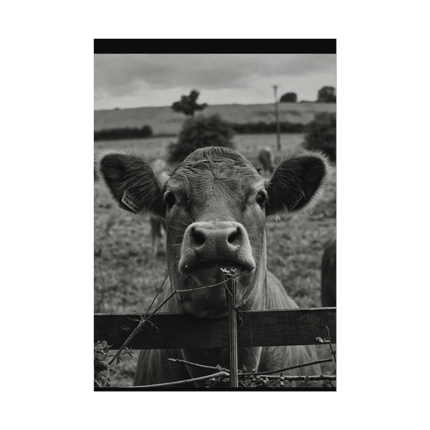 Rise & Shine – Western Textured Watercolor Matte Posters