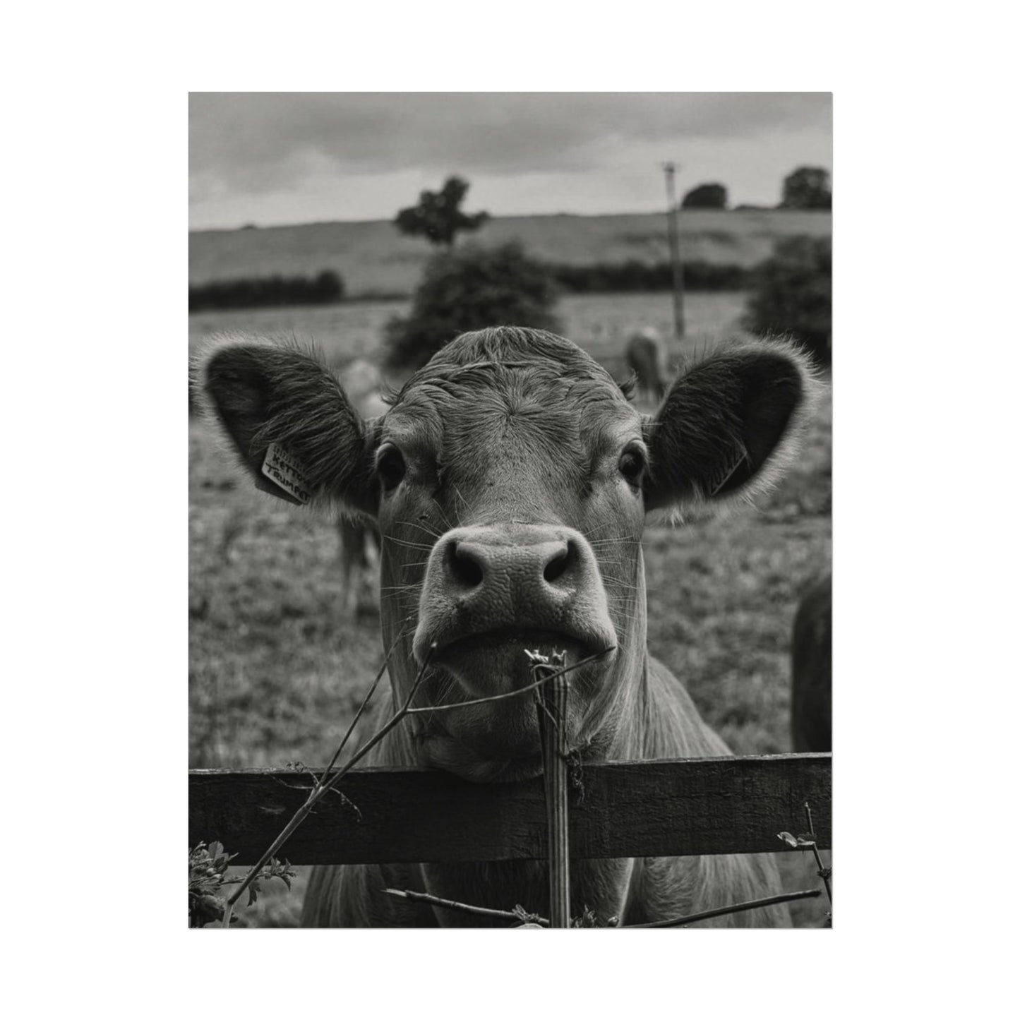 Rise & Shine – Western Textured Watercolor Matte Posters