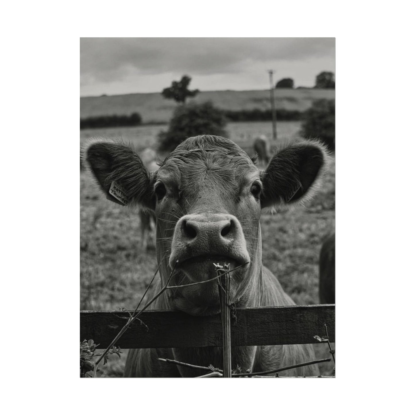 Rise & Shine – Western Textured Watercolor Matte Posters