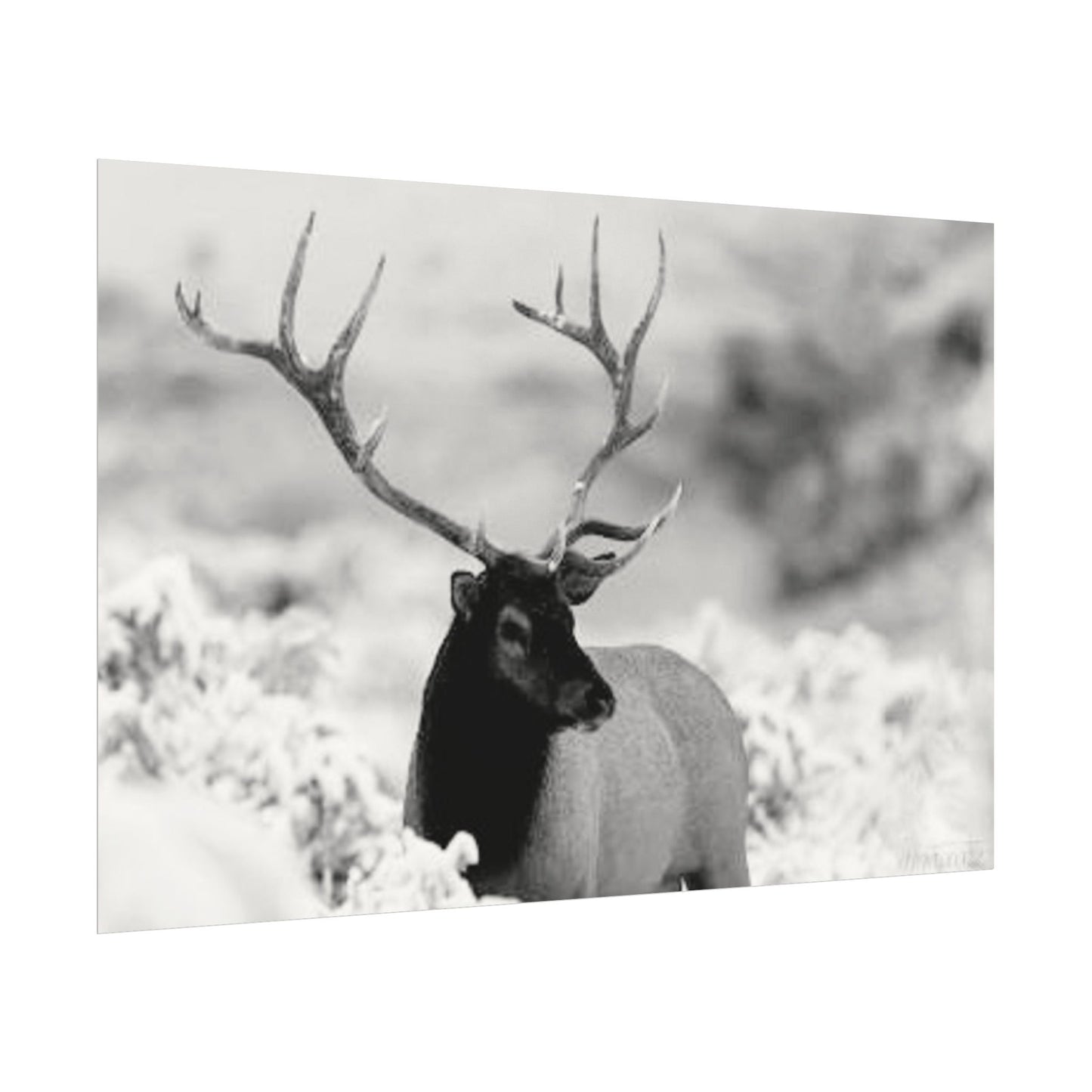 Majesty Of The North– Western Textured Watercolor Matte Posters