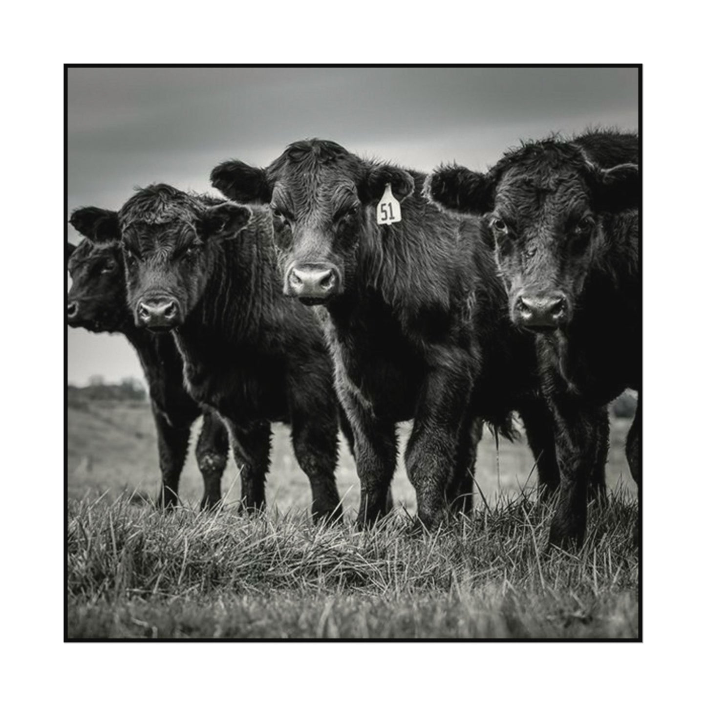 The Grazing Crew – Western Textured Watercolor Matte Posters