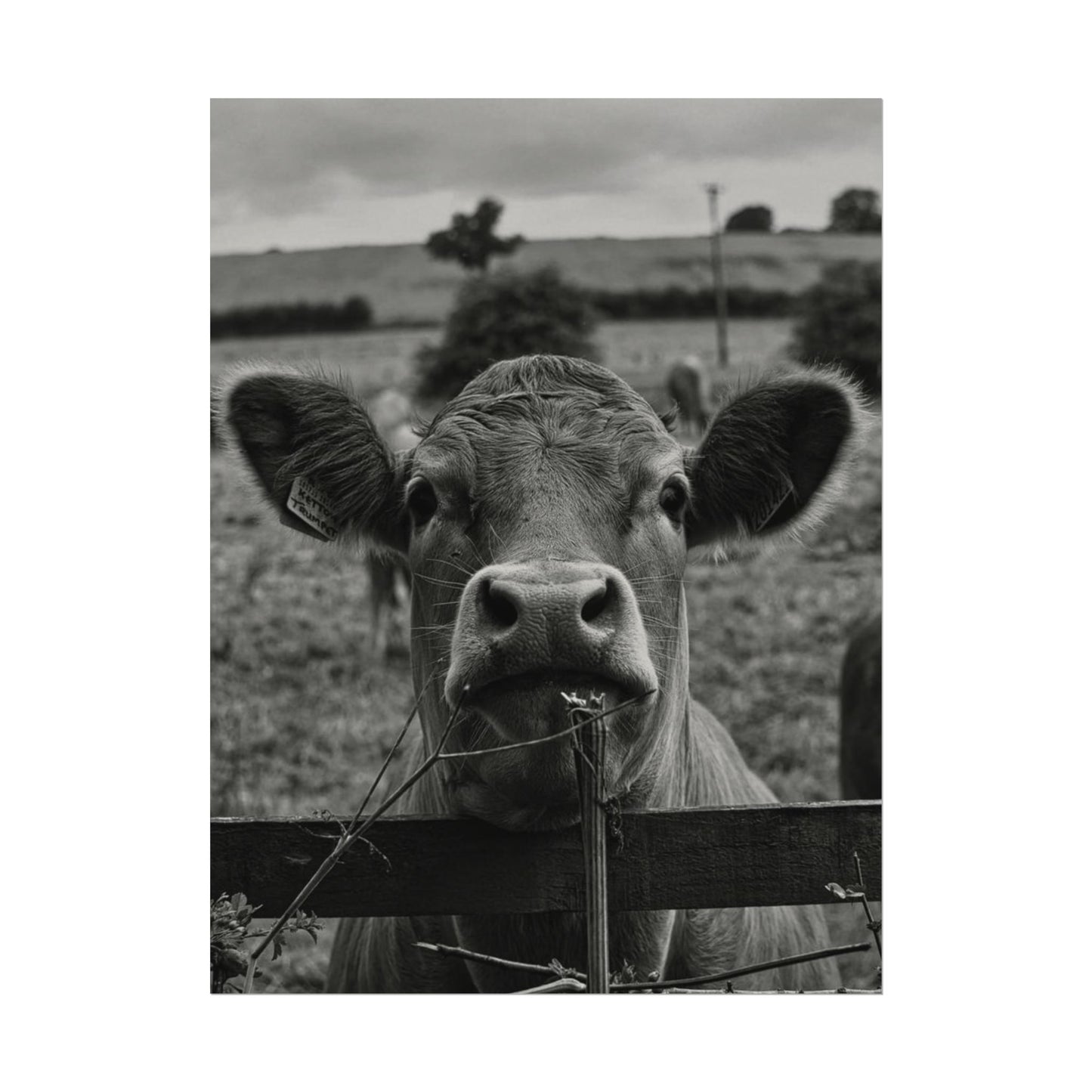 Rise & Shine – Western Textured Watercolor Matte Posters