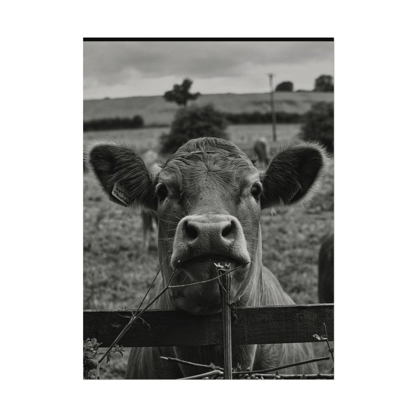 Rise & Shine – Western Textured Watercolor Matte Posters