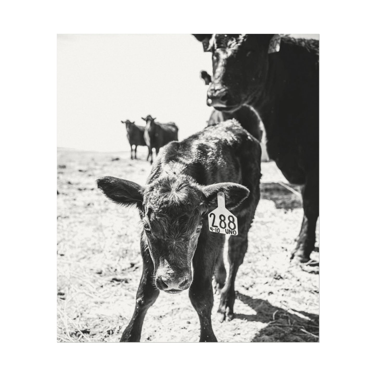 The Standing Legacy – Western Textured Watercolor Matte Posters