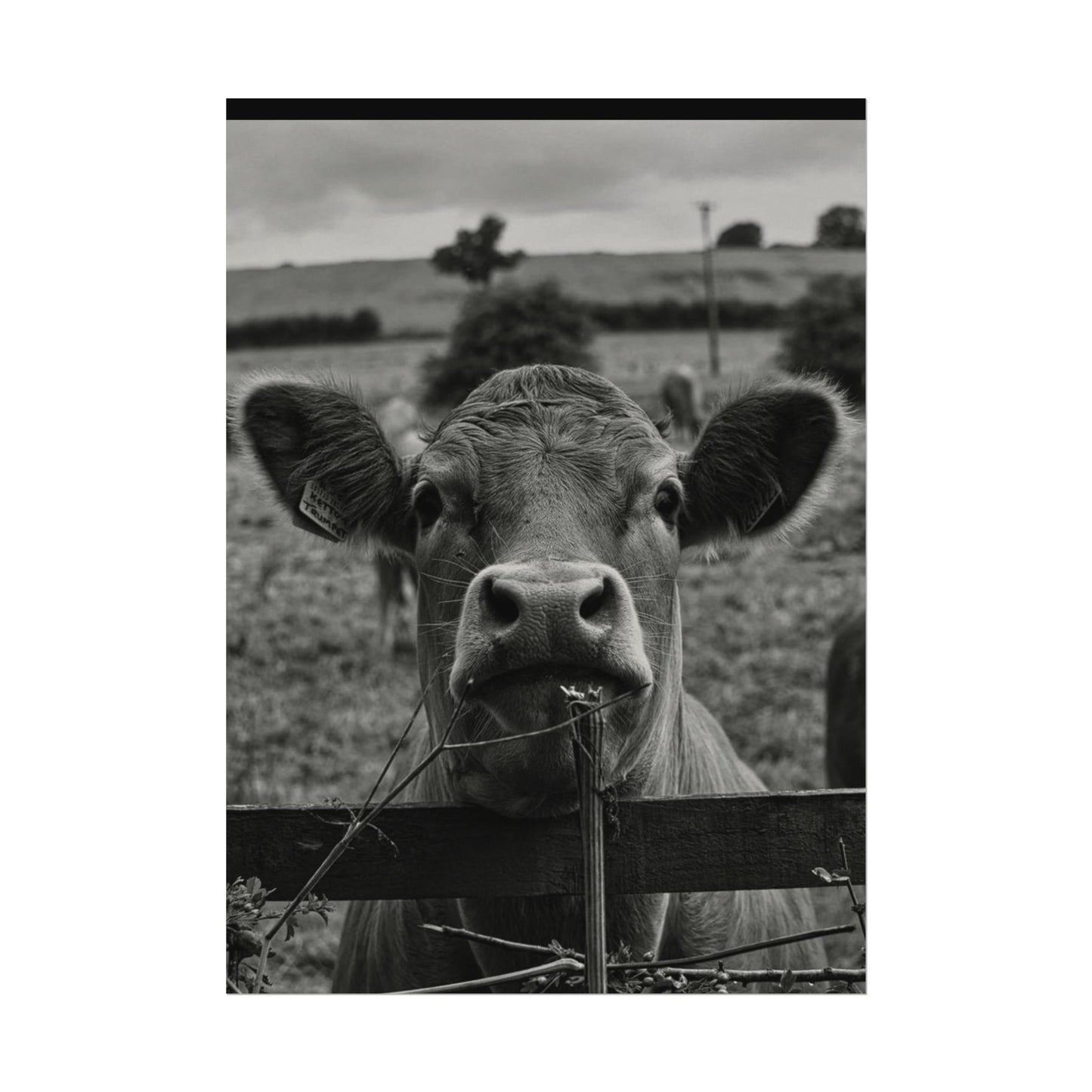 Rise & Shine – Western Textured Watercolor Matte Posters