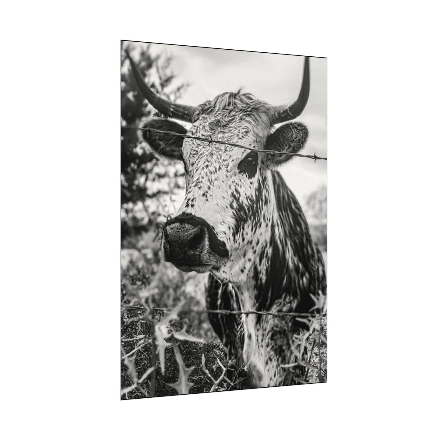 Barbed & Brave Western Textured Watercolor Matte Posters