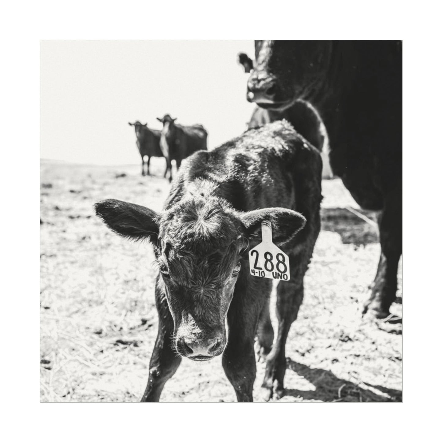 The Standing Legacy – Western Textured Watercolor Matte Posters