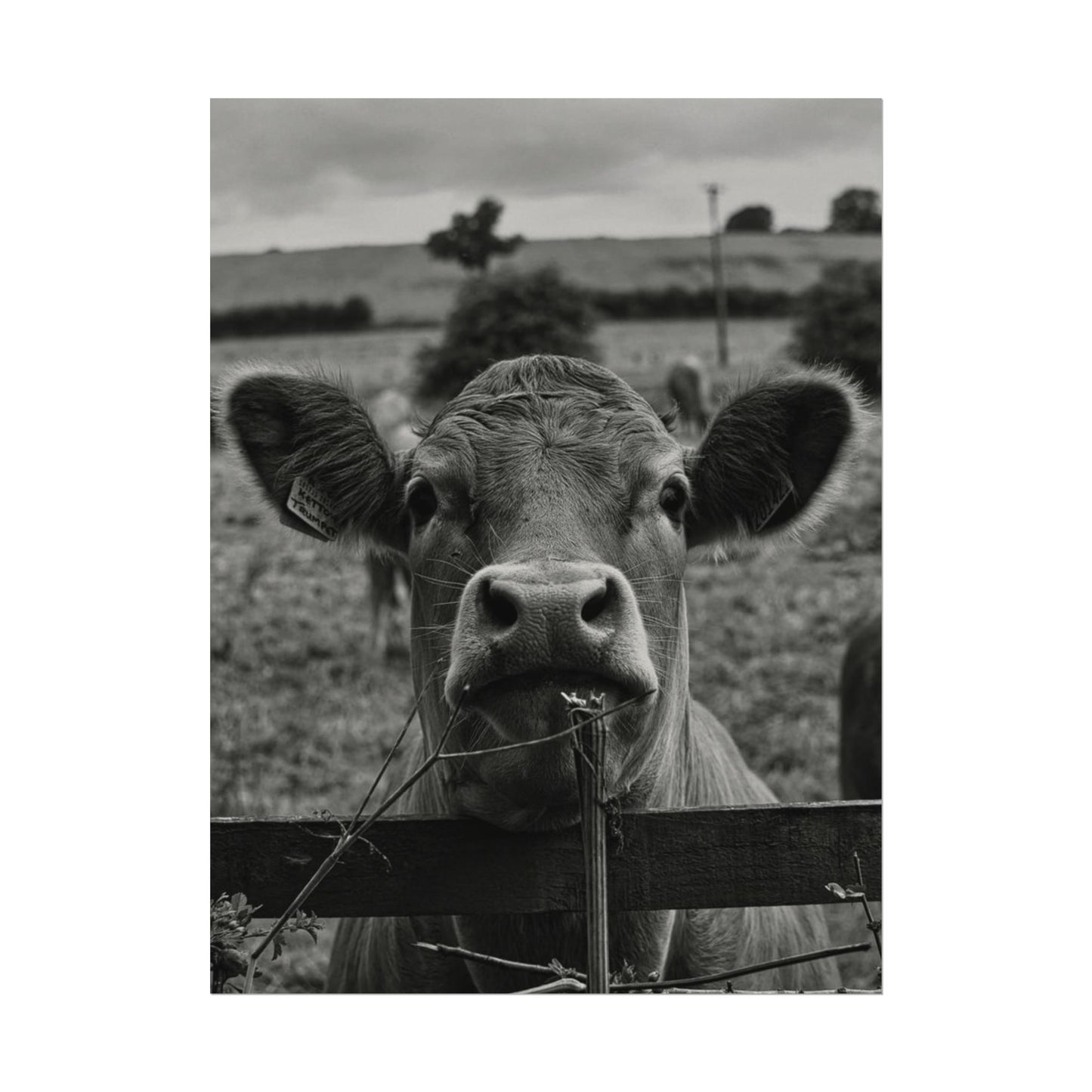 Rise & Shine – Western Textured Watercolor Matte Posters