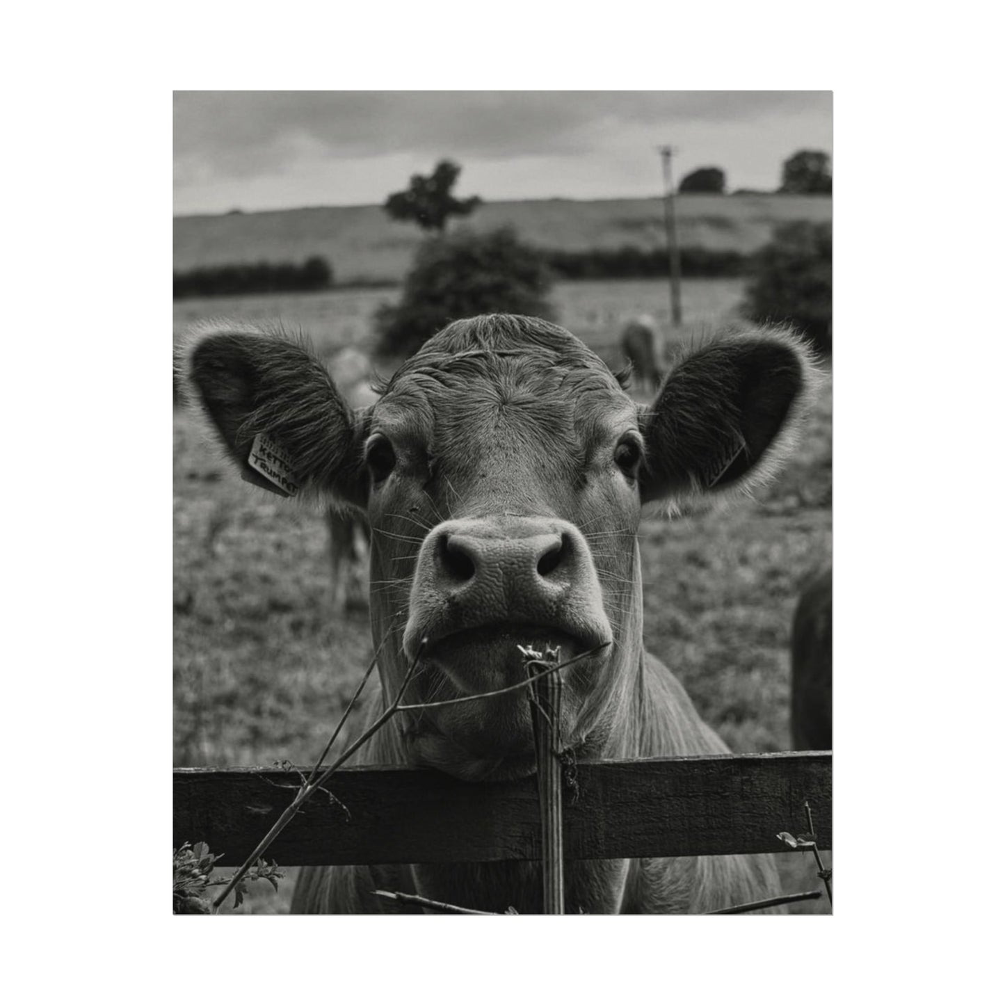 Rise & Shine – Western Textured Watercolor Matte Posters