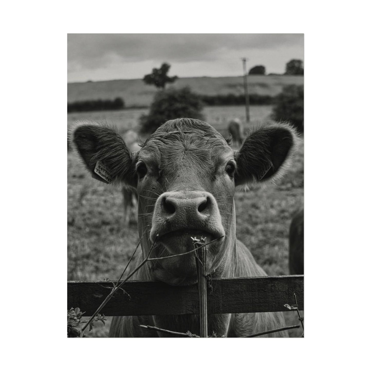 Rise & Shine – Western Textured Watercolor Matte Posters