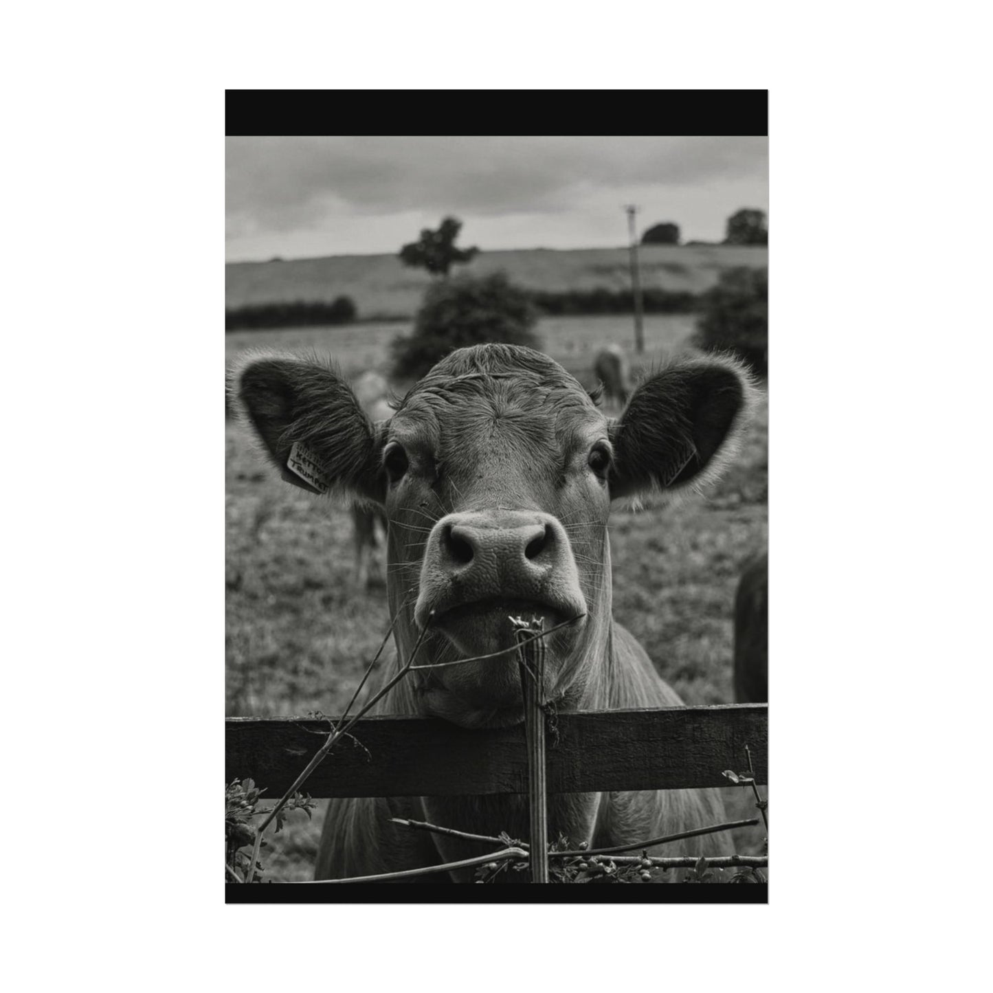 Rise & Shine – Western Textured Watercolor Matte Posters