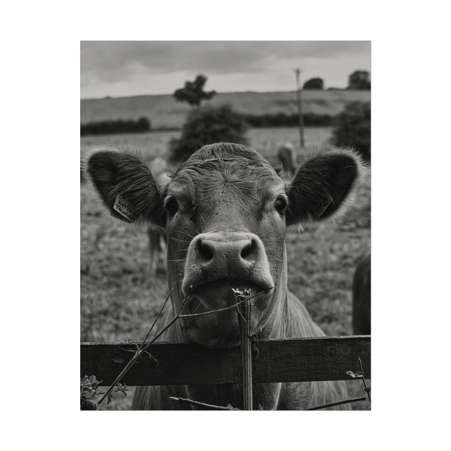 Rise & Shine – Western Textured Watercolor Matte Posters