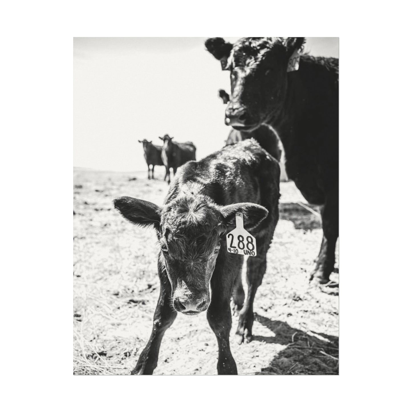 The Standing Legacy – Western Textured Watercolor Matte Posters