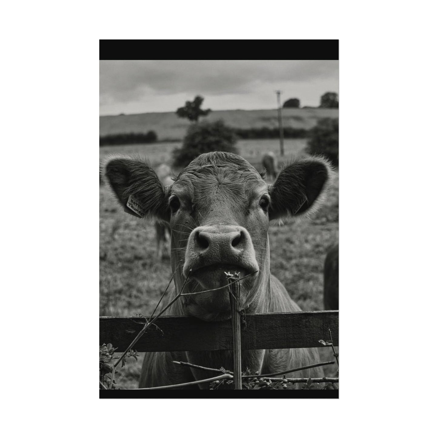 Rise & Shine – Western Textured Watercolor Matte Posters