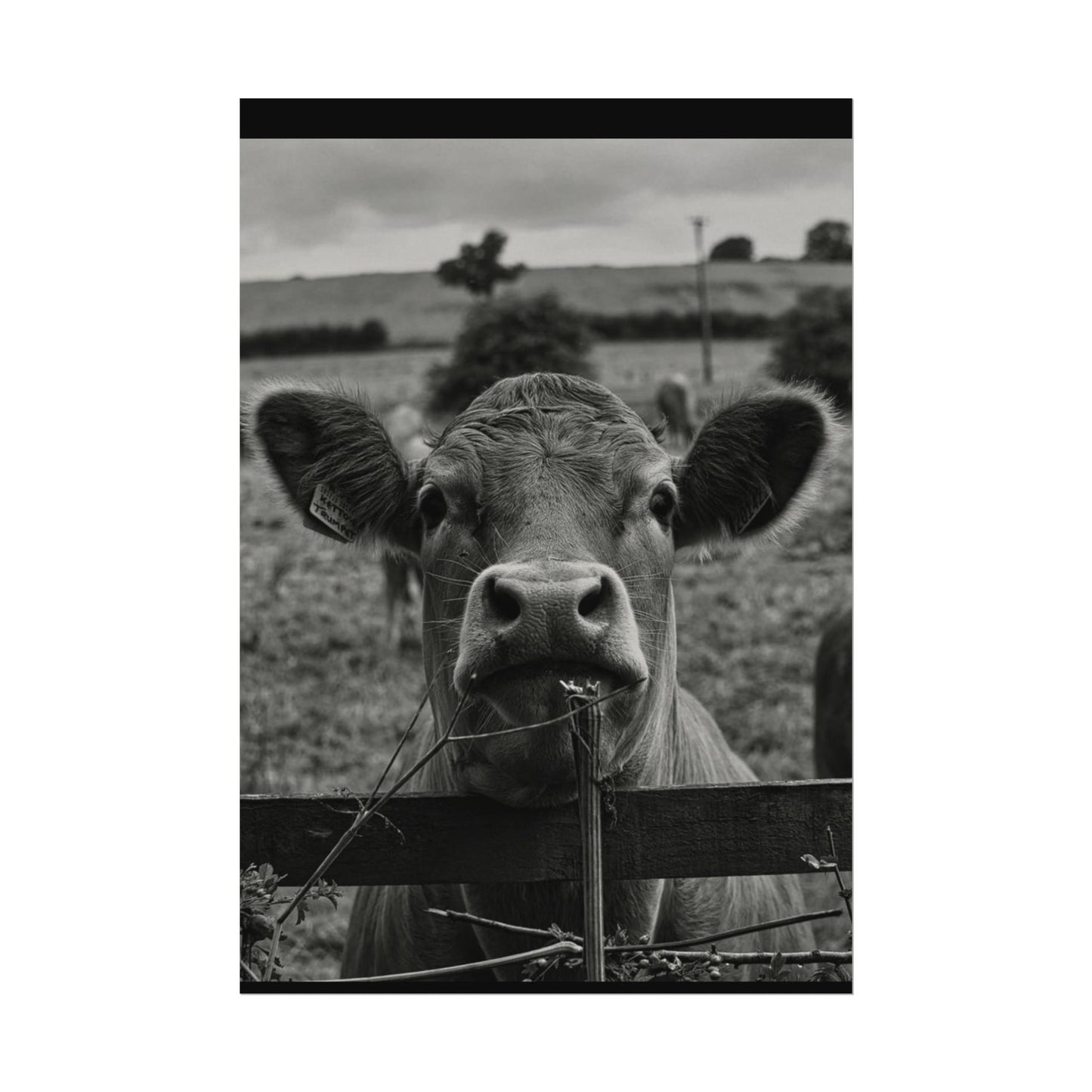 Rise & Shine – Western Textured Watercolor Matte Posters