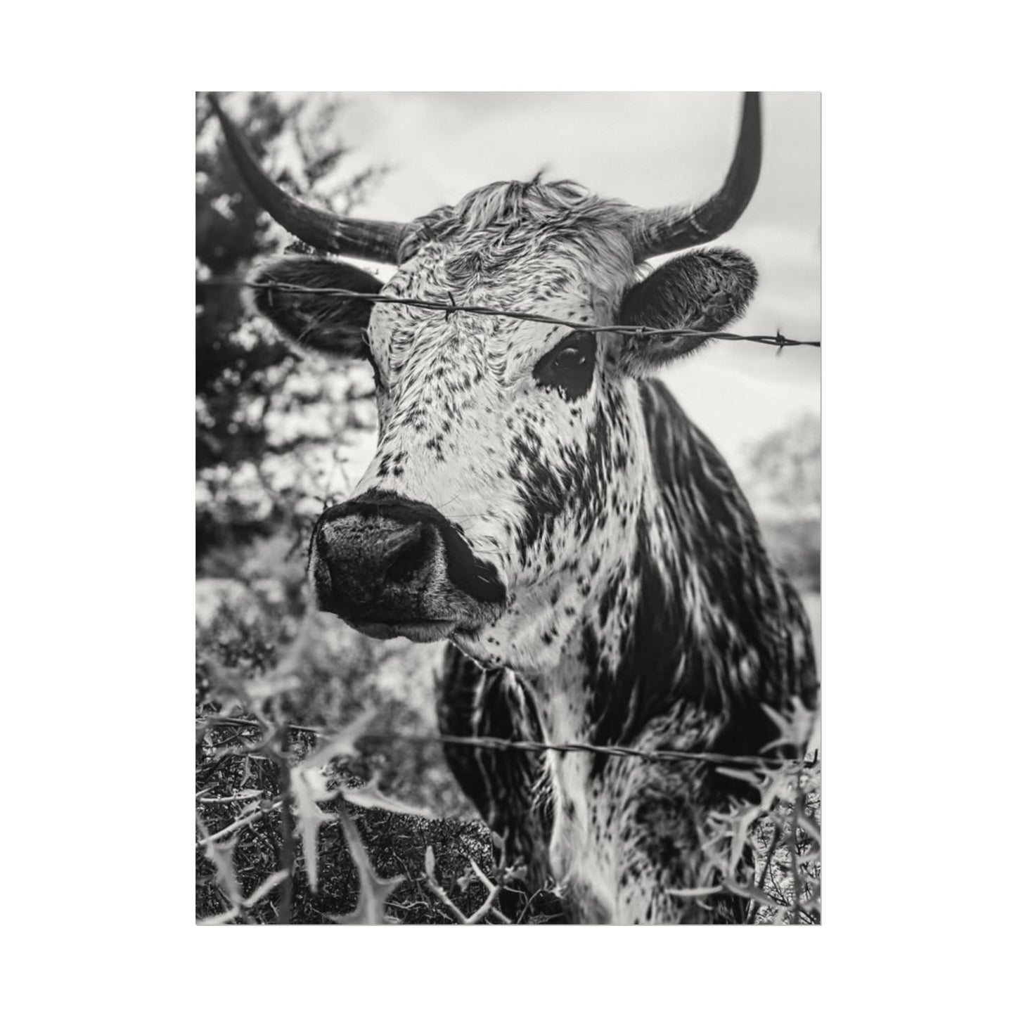 Barbed & Brave Western Textured Watercolor Matte Posters